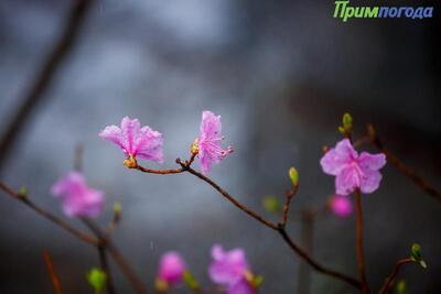 Дождливая погода в южной половине Приморья будет в среду