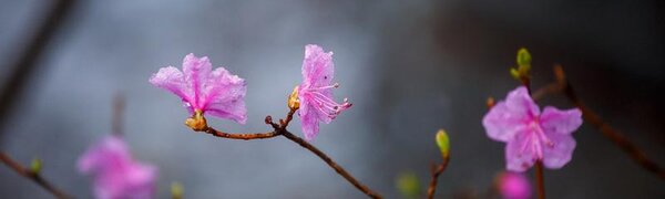 Дождливая погода в южной половине Приморья будет в среду