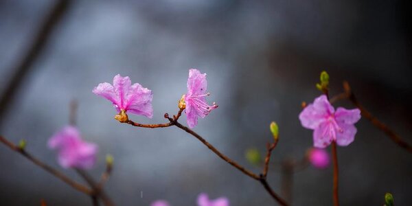 Дождливая погода в южной половине Приморья будет в среду