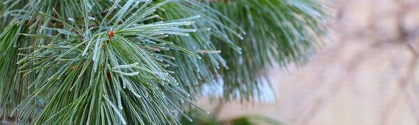 Дождь, переходящий в снег, ожидается в Приморье и Владивостоке в среду 