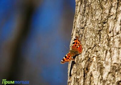 Синоптики дали прогноз погоды на рабочую неделю в Приморье и Владивостоке
