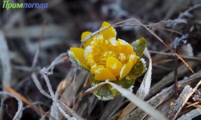 В пятницу в Приморье осадков не ожидается