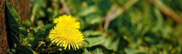 Синоптики подвели итоги первой декады мая в Приморье