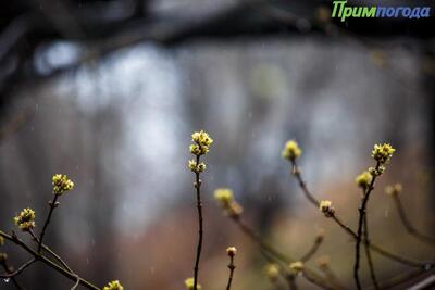 Выходные в Приморье и Владивостоке погодой не порадуют