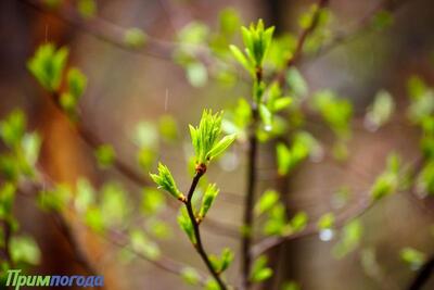 Синоптики подвели итоги двух декад апреля-2026 в Приморье