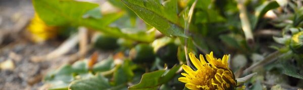 Солнечная погода ожидается в Приморье в светлое Пасхальное Воскресенье