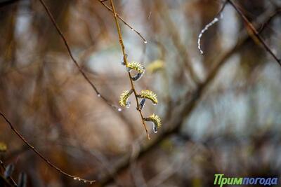 Туман с моросью ожидаются во Владивостоке в пятницу