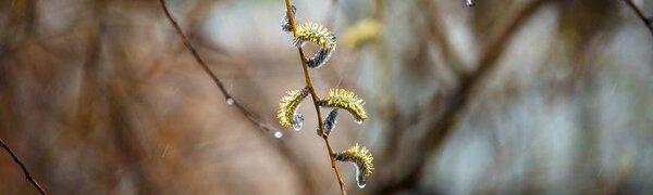 Переменчивая погода ожидается в Приморье и Владивостоке на выходных