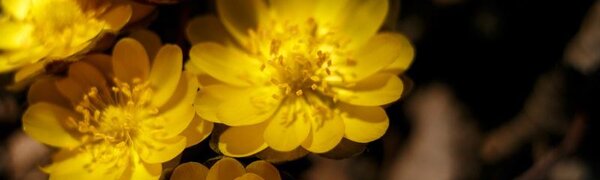 Во вторник в континентальных районах Приморья потеплеет до +11…+16 °С