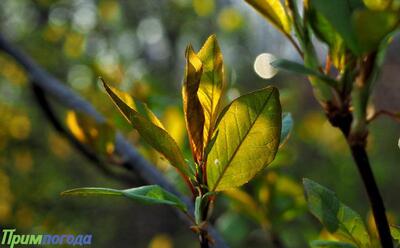 В четверг в Приморье осадков не ожидается