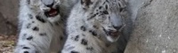 Снежные барсы вновь зорко видят