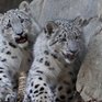 Снежные барсы вновь зорко видят