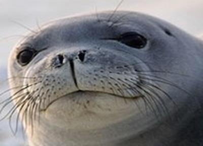 Ученые раскрыли еще один секрет тюленьих усов