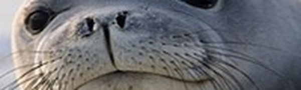 Ученые раскрыли еще один секрет тюленьих усов