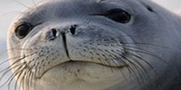 Ученые раскрыли еще один секрет тюленьих усов