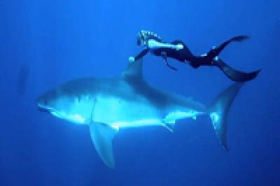Девушка подружилась с белой акулой