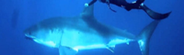 Девушка подружилась с белой акулой