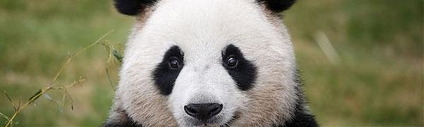 Большие панды перестали быть вымирающим видом