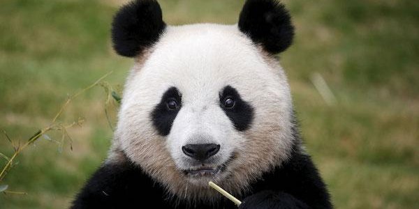 Большие панды перестали быть вымирающим видом