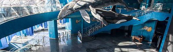 Во Владивостоке открылся Приморский океанариум