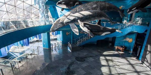 Во Владивостоке открылся Приморский океанариум