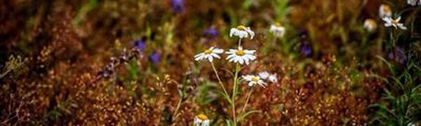 Синоптические карты регионов Дальнего Востока выглядят сегодня «по-зимнему»