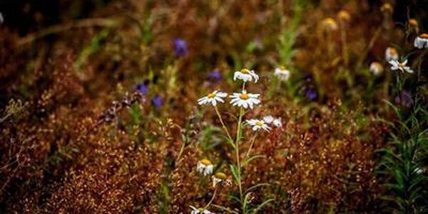 Синоптические карты регионов Дальнего Востока выглядят сегодня «по-зимнему»