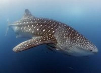 Крупнейший в мире акулий заповедник создан у Маршалловых островов