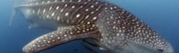 Крупнейший в мире акулий заповедник создан у Маршалловых островов