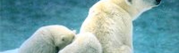 Разведка нефтяных месторождений в Арктике грозит глобальной катастрофой