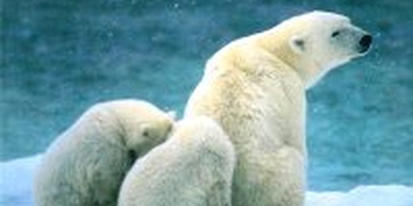 Разведка нефтяных месторождений в Арктике грозит глобальной катастрофой