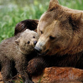 Материнская любовь в мире животных
