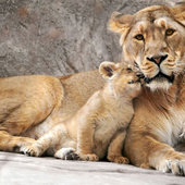 Материнская любовь в мире животных