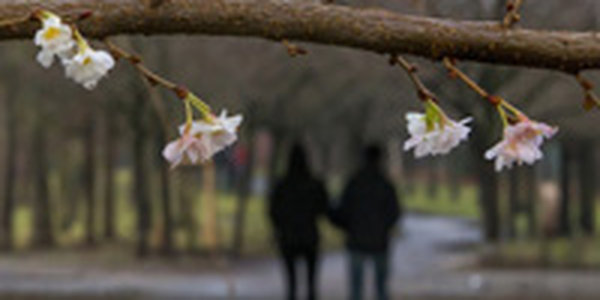 В Европе на Рождество зацвели деревья