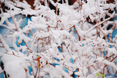 Вечером 31 декабря во Владивостоке возможен слабый снег