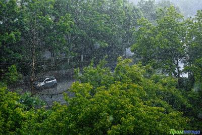 На юге Приморья пройдут сильные дожди с грозами