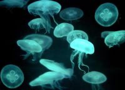 Глобальное потепление «достало» даже медуз