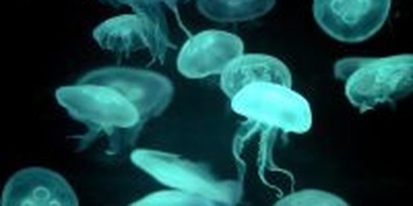 Глобальное потепление «достало» даже медуз