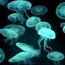 Глобальное потепление «достало» даже медуз