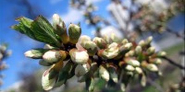 На выходных в Приморье ожидаются небольшие осадки