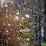 В начале следующей недели в Приморье ожидается снег