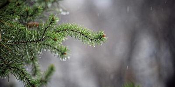 Осадки в виде дождя и снега пройдут в Приморье в среду 