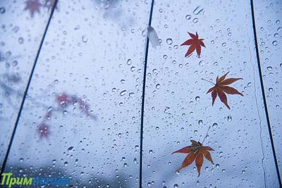 Синоптики предупредили о похолодании и возвращении дождей в Приморье