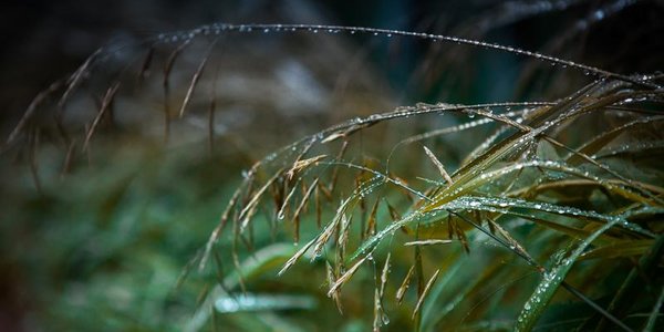 Во вторник в Приморье опять будет дождливо