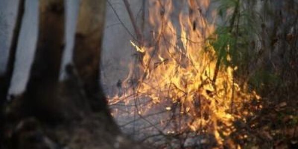 В ближайшие дни в Приморье начнет нарастать уровень пожароопасности леса