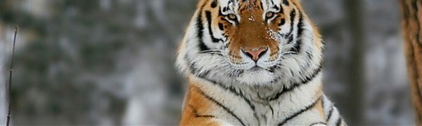 В Калининградском зоопарке тигрица Таня лепит снеговиков