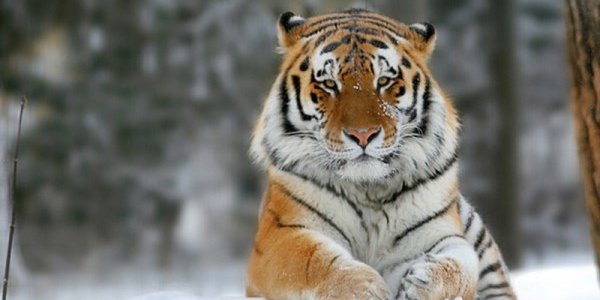 В Калининградском зоопарке тигрица Таня лепит снеговиков