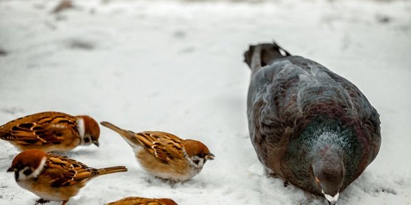 На смену морозу в Приморье придет потепление и снег