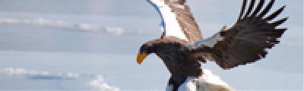 Байкальский заповедник запустил птичье реалити-шоу