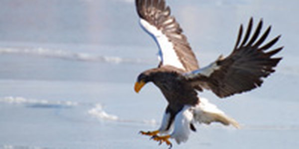 Байкальский заповедник запустил птичье реалити-шоу